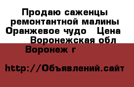 Продаю саженцы ремонтантной малины Оранжевое чудо › Цена ­ 160 - Воронежская обл., Воронеж г.  »    